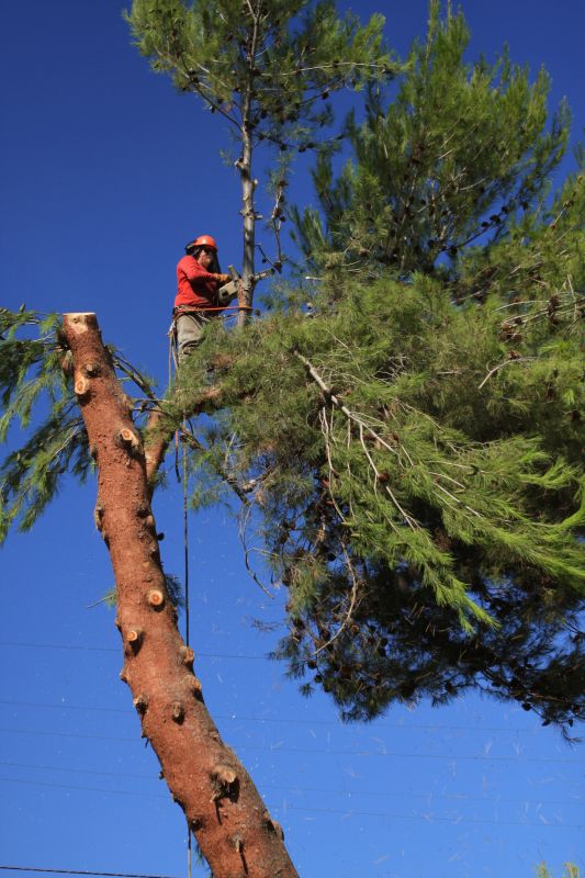 Roof Pine Needle Removal