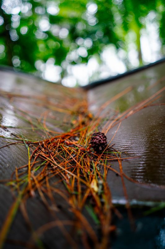 Roof Pine Needle Removal detail